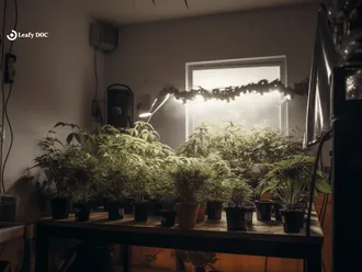 A Medical Marijuana Cardholder's Guide To Grow Healthy Weed
