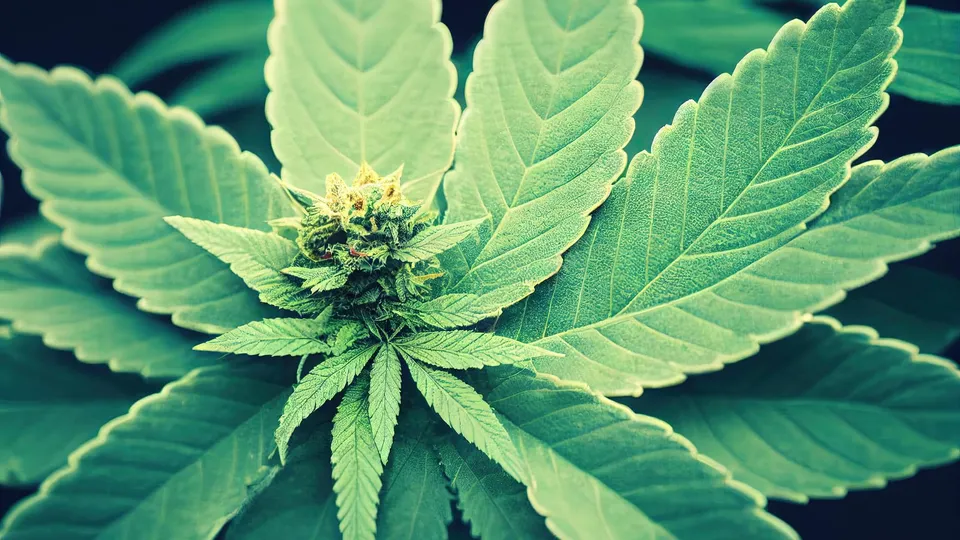 Cannabis Classification: Hallucinogens, Stimulants, &amp; Depressants