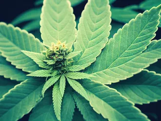 Cannabis Classification: Hallucinogens, Stimulants, &amp; Depressants