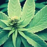 Cannabis Classification: Hallucinogens, Stimulants, &amp; Depressants