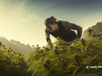 Improving Sports Performance With Cannabis
