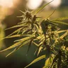 How Cannabis Can Help With Anxiety