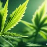 Reducing Inflammation With Terpenes In Cannabis