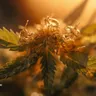 What Are The Different Names For Weed?