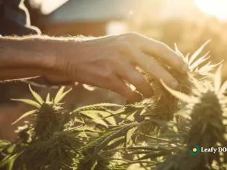 Mastering Pruning Techniques For Cannabis Plants