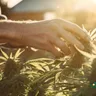 Mastering Pruning Techniques For Cannabis Plants