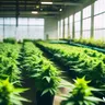 Understanding Cannabis Job Requirements
