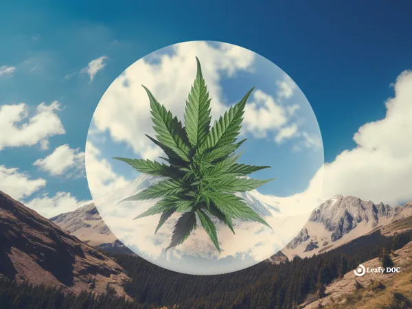 What Is A Colorado Marijuana Med Badge?
