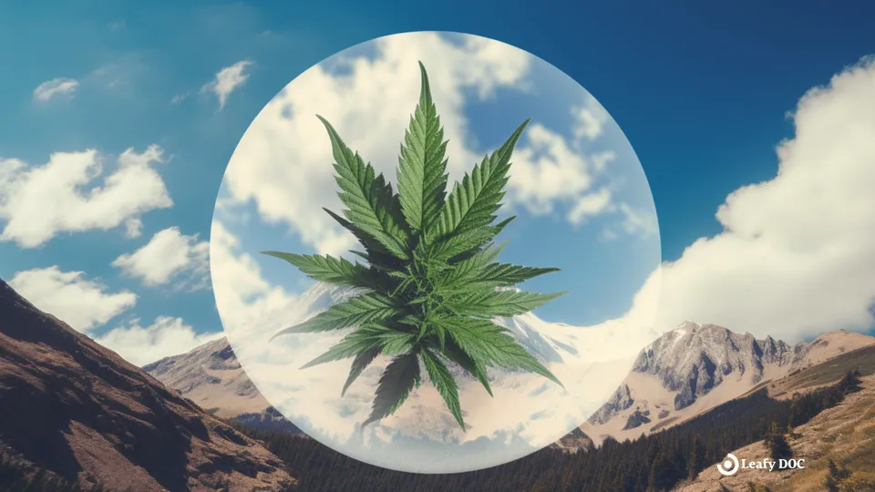 What Is A Colorado Marijuana Med Badge?