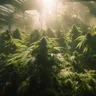 Exploring The Functions Of The Endocannabinoid System