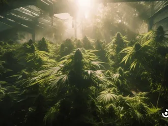 Exploring The Functions Of The Endocannabinoid System