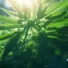 Cannabis Users Experience Better Outcomes with COVID-19, New Study Reveals