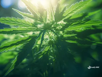 Cannabis Users Experience Better Outcomes with COVID-19, New Study Reveals