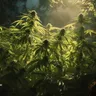 What Are The Early Signs You Have A Male Cannabis Plant?