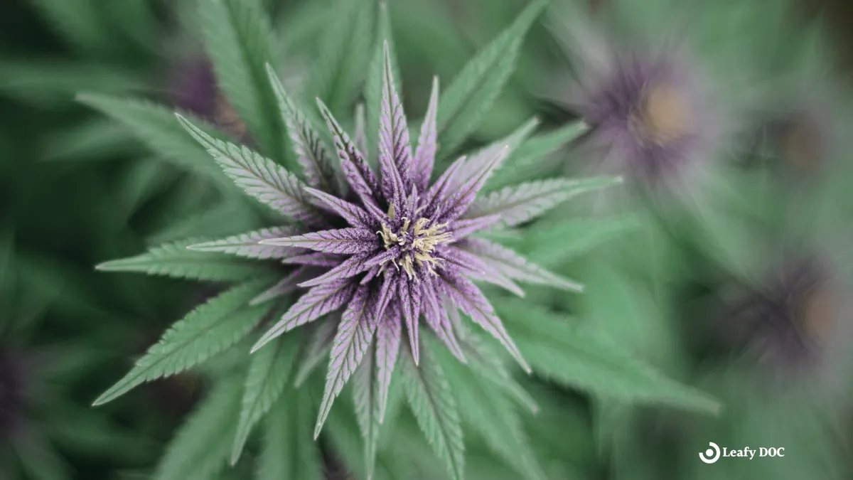 How Does Fetty Wap Treat Glaucoma With Cannabis?
