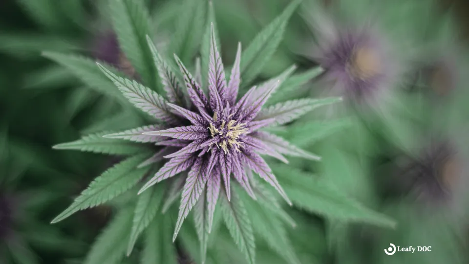 How Does Fetty Wap Treat Glaucoma With Cannabis?