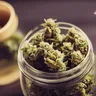 Understanding Cannabis Strain Genetics: Indica vs. Sativa vs. Hybrid
