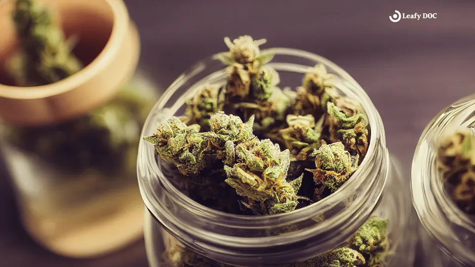 Understanding Cannabis Strain Genetics: Indica vs. Sativa vs. Hybrid