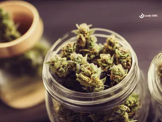 Understanding Cannabis Strain Genetics: Indica vs. Sativa vs. Hybrid
