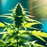Exploring Different Cloning Methods For Cannabis Propagation