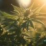 The Synergy Of Cannabis And Yoga Meditation