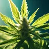 Understanding Terpene Profiles And Their Benefits In Cannabis
