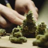 Do Cannabis Moon Rocks Have Medicinal Benefits?&nbsp;
