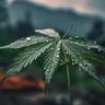 5 People Who Should Buy Cannabis-Infused Bath Products