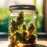 Discover The Best Cannabis Strains For Sleep