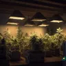 From Seed To Harvest: Growing Your Own Medical Marijuana Plants
