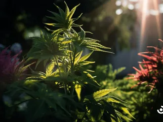 Exploring THC Vs CBD For Cancer Treatment