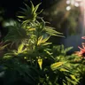 Exploring THC Vs CBD For Cancer Treatment