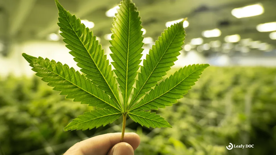 From Schedule I to Schedule III: The Future of Marijuana in the U.S.