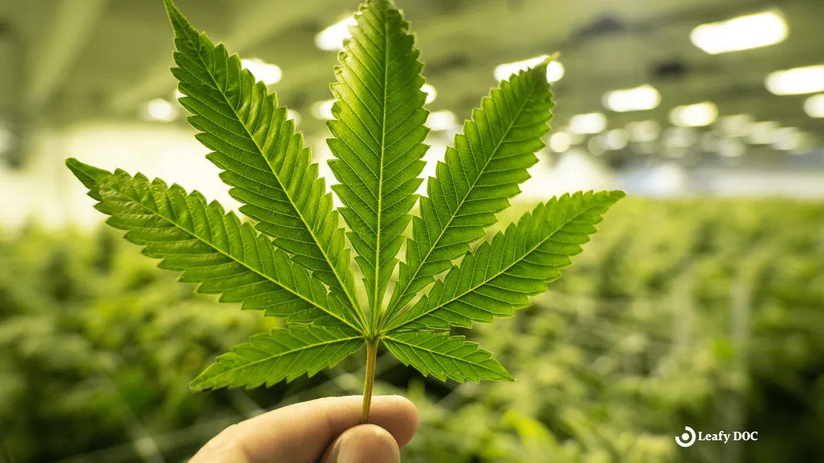 From Schedule I to Schedule III: The Future of Marijuana in the U.S.