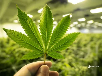 From Schedule I to Schedule III: The Future of Marijuana in the U.S.
