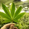 From Schedule I to Schedule III: The Future of Marijuana in the U.S.