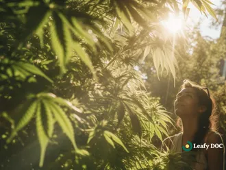 Understanding Cognitive Impairment And Medical Marijuana Use