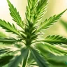 Find The Best Cannabis Strains For Anxiety Relief