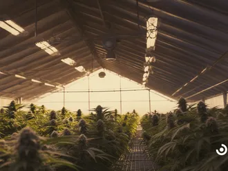 Exploring Medical Cannabis Cultivation Practices