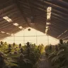 Exploring Medical Cannabis Cultivation Practices