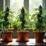 4 Strains for Killing Cancer: Comparing Their Effects and Risks