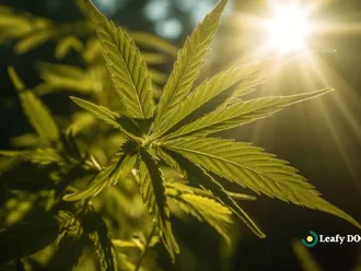 The Intersection Of Cannabis Education And Jobs