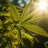 The Intersection Of Cannabis Education And Jobs