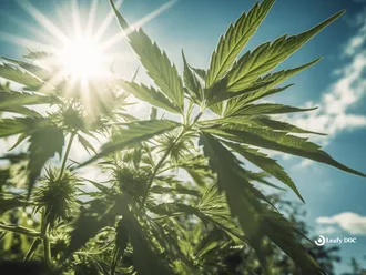 What Is The Best Strain For ADHD?