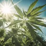 What Is The Best Strain For ADHD?