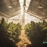 Understanding The Effects Of Recreational Marijuana
