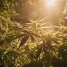 Discover The Best Strains Of Medical Marijuana For Pain Relief