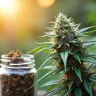 4 Steps to Use a Printable Terpene Chart for Cannabis Benefits