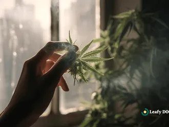 How Medical Marijuana Stimulates Appetite: A Comprehensive Guide