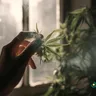 How Medical Marijuana Stimulates Appetite: A Comprehensive Guide